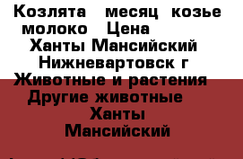 Козлята 1 месяц, козье молоко › Цена ­ 1 000 - Ханты-Мансийский, Нижневартовск г. Животные и растения » Другие животные   . Ханты-Мансийский